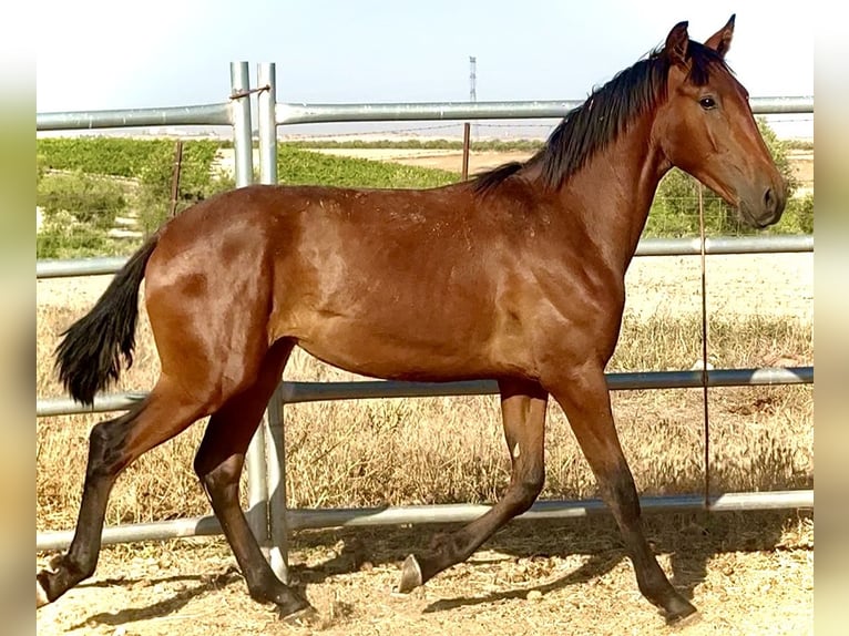 Lusitano Hengst 1 Jaar 170 cm Falbe in Bienvenida