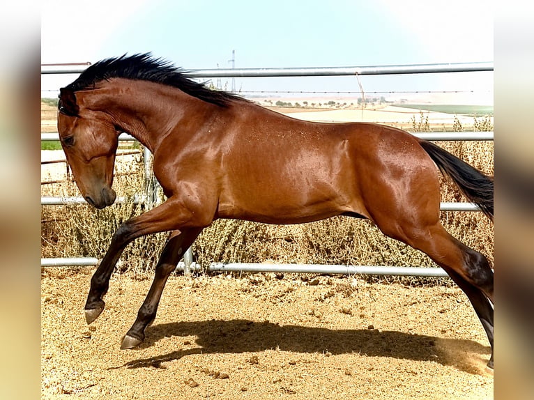 Lusitano Hengst 1 Jaar 170 cm Falbe in Bienvenida