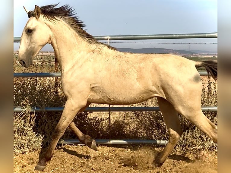 Lusitano Hengst 1 Jaar 170 cm Falbe in Bienvenida