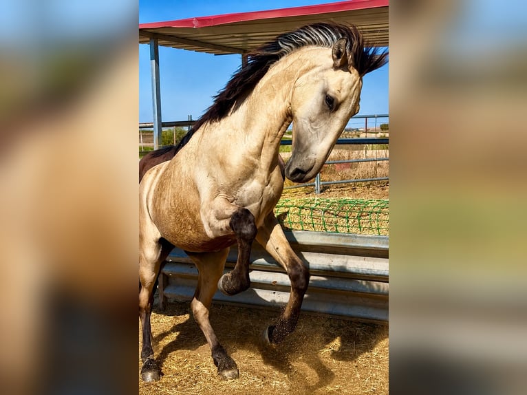 Lusitano Hengst 1 Jaar 170 cm Falbe in Bienvenida
