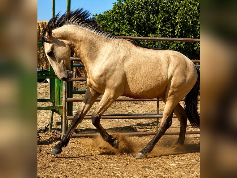 Lusitano Hengst 1 Jaar 170 cm Falbe in Bienvenida