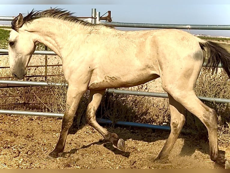 Lusitano Hengst 1 Jaar 170 cm Falbe in Bienvenida