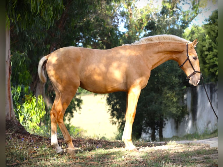 Lusitano Hengst 1 Jaar 170 cm Palomino in Ribamar