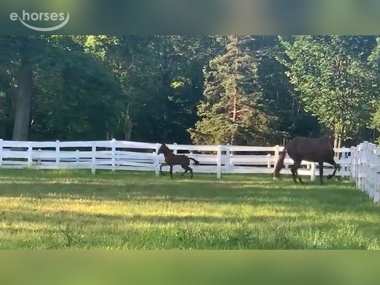 Lusitano Hengst 1 Jaar 173 cm Roodbruin in Stockton, NJ