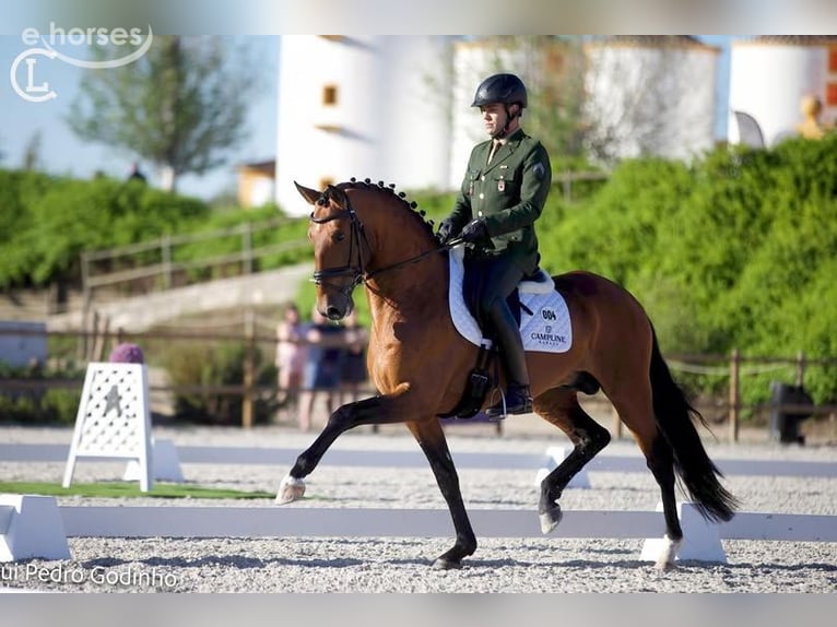 Lusitano Hengst 1 Jaar 173 cm Roodbruin in Stockton, NJ