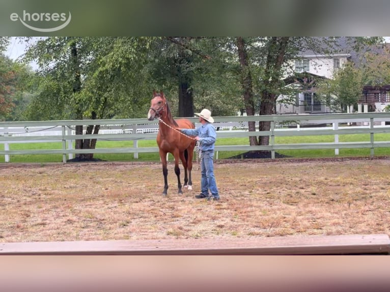 Lusitano Hengst 1 Jaar 173 cm Roodbruin in Stockton, NJ