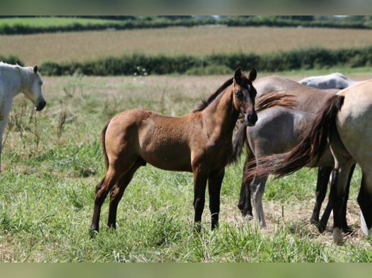 Lusitano Hengst 1 Jaar Appaloosa in Saligny sur Roudon