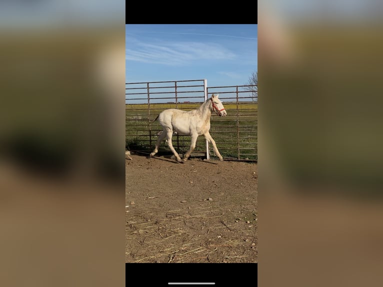 Lusitano Hengst 1 Jaar Cremello in Torreorgaz