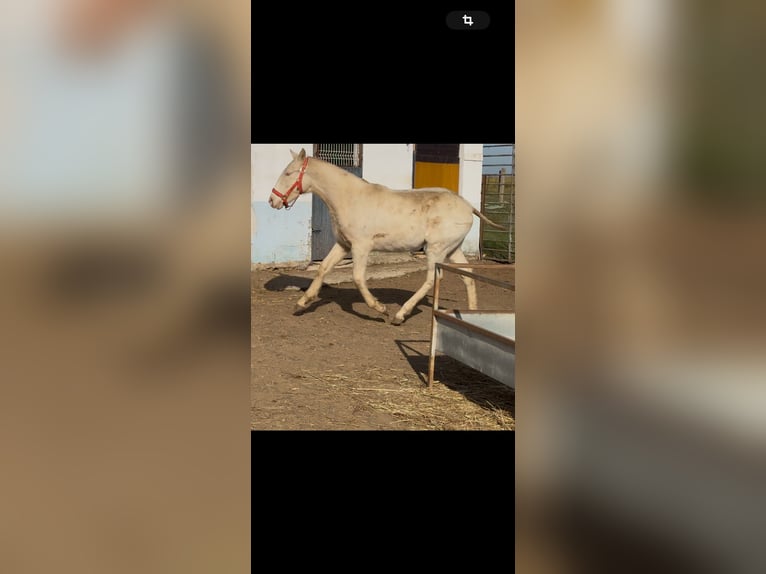 Lusitano Hengst 1 Jaar Cremello in Torreorgaz