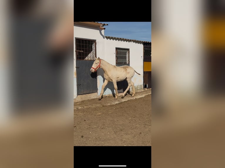 Lusitano Hengst 1 Jaar Cremello in Torreorgaz