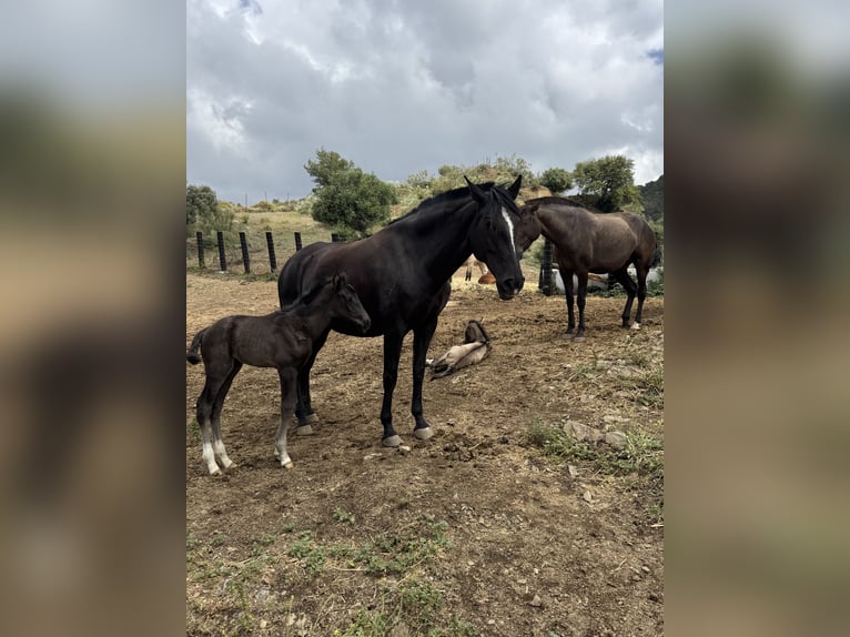 Lusitano Hengst 1 Jaar  in Malaga