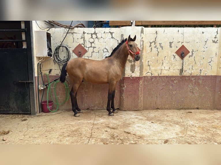 Lusitano Hengst 1 Jaar Falbe in Carmona