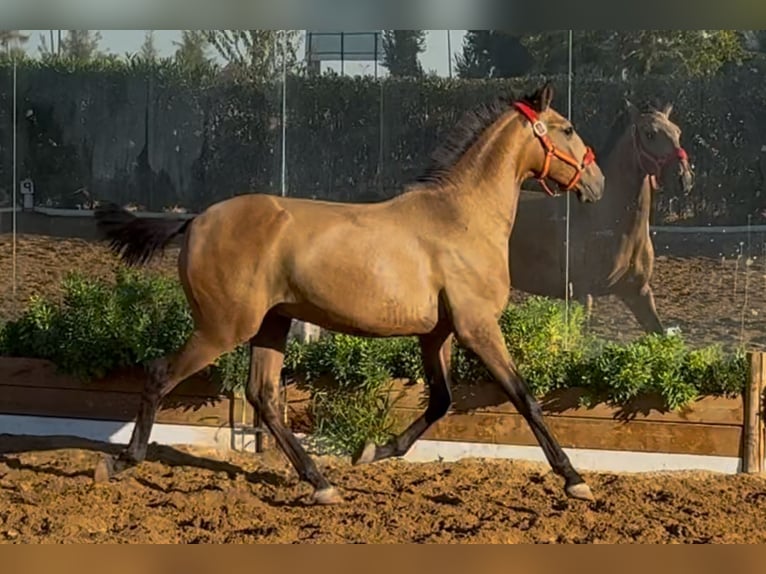 Lusitano Hengst 1 Jaar Falbe in Carmona