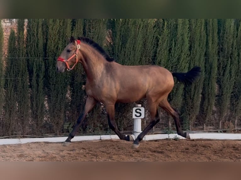 Lusitano Hengst 1 Jaar Falbe in Carmona