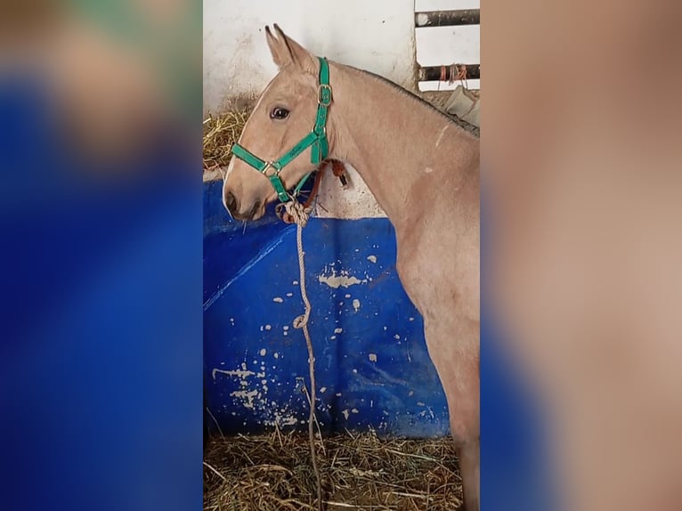 Lusitano Hengst 1 Jaar Falbe in Las Piñas