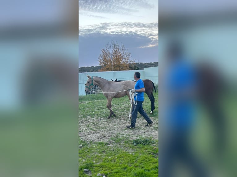 Lusitano Hengst 1 Jaar Falbe in Las Piñas