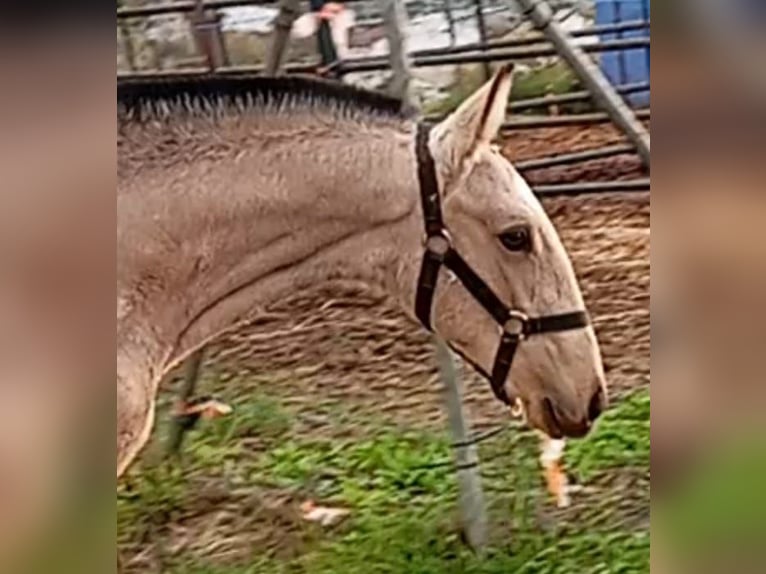 Lusitano Hengst 1 Jaar Falbe in Las Piñas