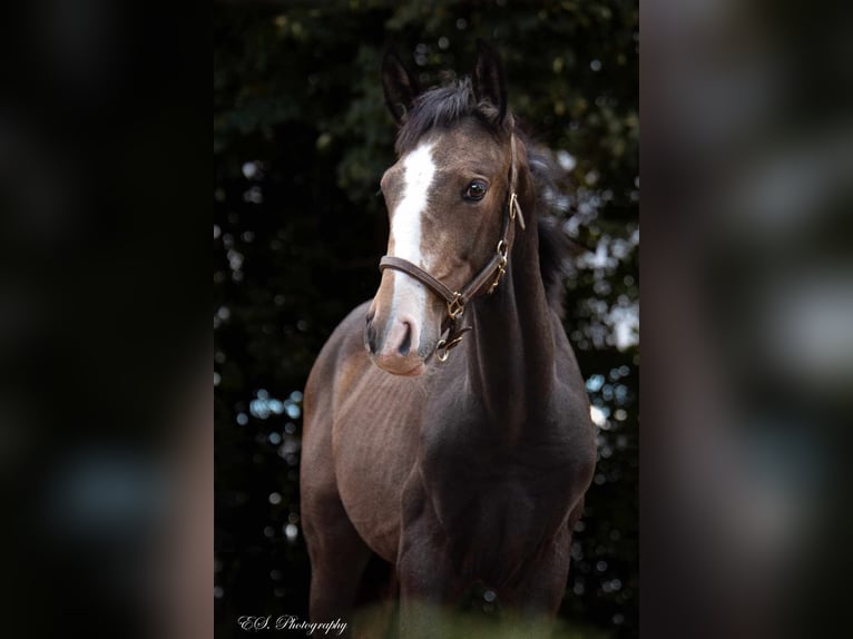 Lusitano Hengst 1 Jaar kan schimmel zijn in Wöllstein