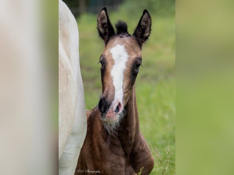 Lusitano Hengst 1 Jaar kan schimmel zijn in Wöllstein