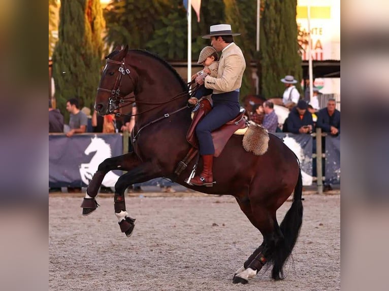 Lusitano Hengst 1 Jaar kan schimmel zijn in Wöllstein