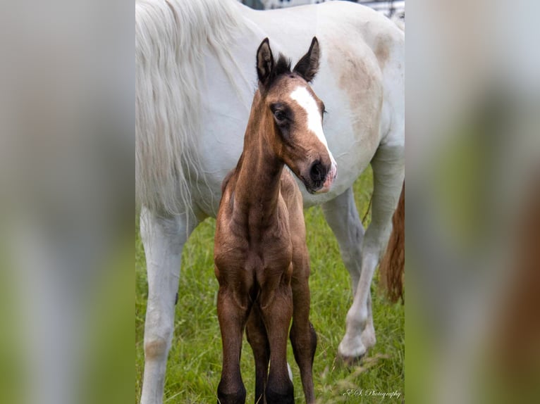 Lusitano Hengst 1 Jaar kan schimmel zijn in Wöllstein