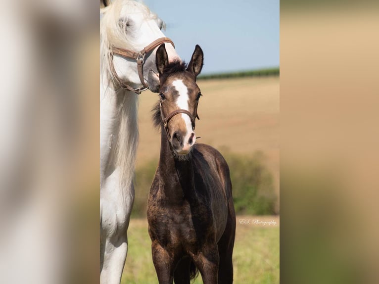 Lusitano Hengst 1 Jaar kan schimmel zijn in Wöllstein