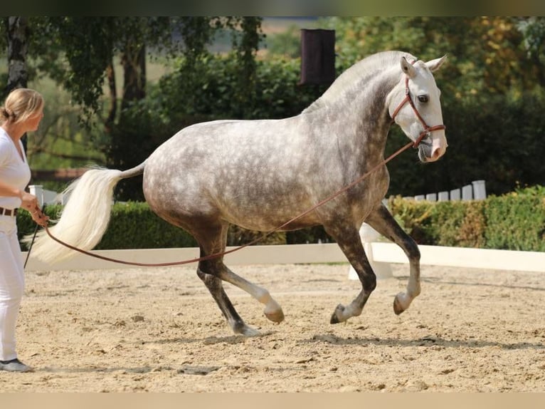 Lusitano Hengst 1 Jaar kan schimmel zijn in Wöllstein