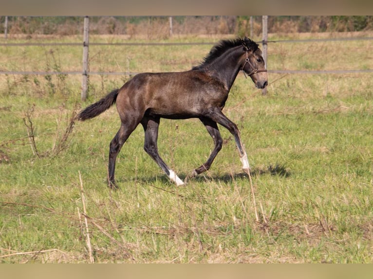 Lusitano Hengst 1 Jaar kan schimmel zijn in Wöllstein