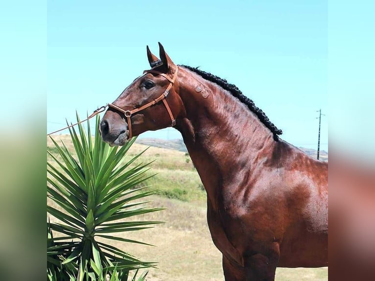 Lusitano Hengst 1 Jaar kan schimmel zijn in Wöllstein