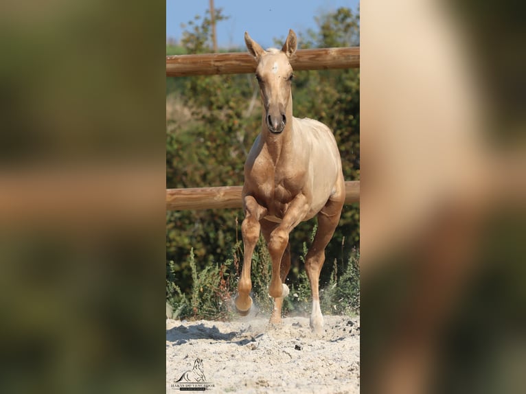 Lusitano Hengst 1 Jaar Palomino in Marly-sous-Issy