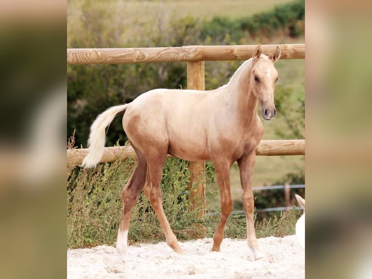 Lusitano Hengst 1 Jaar Palomino in Marly-sous-Issy