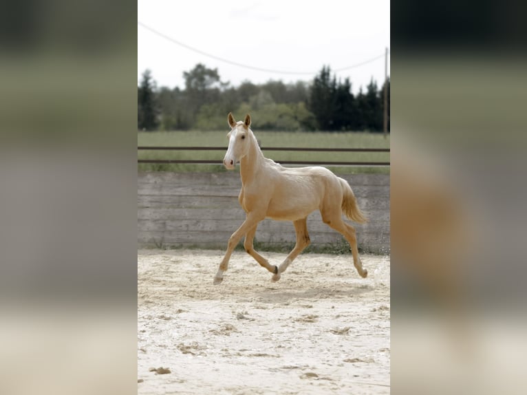 Lusitano Hengst 1 Jaar Palomino in Grospierres