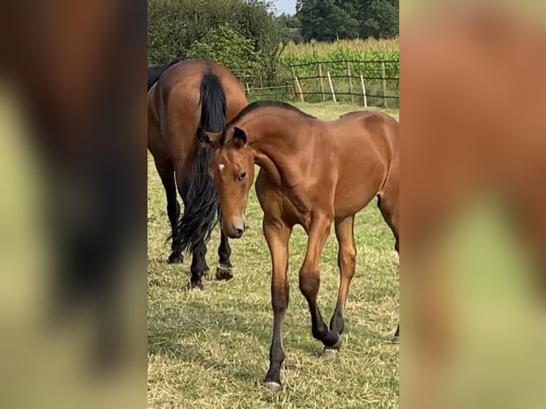 Lusitano Hengst 1 Jaar Pearl in Neerloon