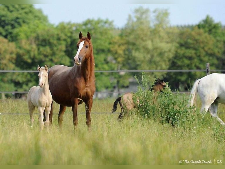 Lusitano Hengst 1 Jaar Pearl in Wöllstein