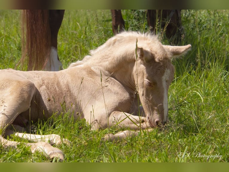 Lusitano Hengst 1 Jaar Pearl in Wöllstein