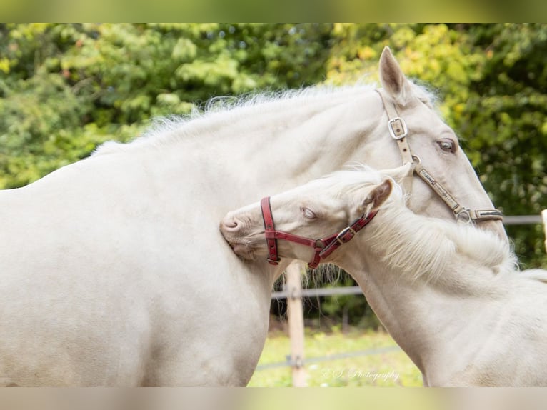 Lusitano Hengst 1 Jaar Pearl in Wöllstein