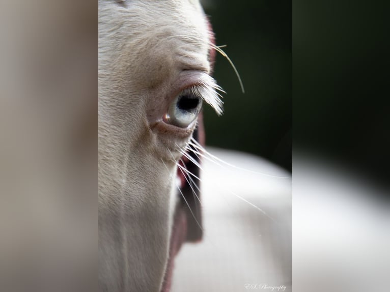 Lusitano Hengst 1 Jaar Pearl in Wöllstein