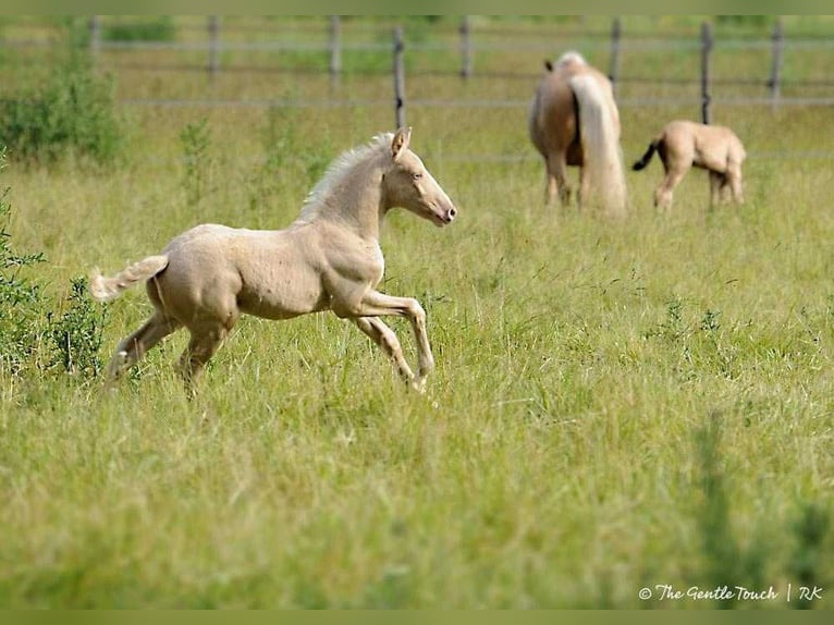 Lusitano Hengst 1 Jaar Pearl in Wöllstein