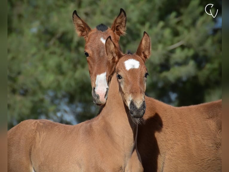 Lusitano Hengst 1 Jaar Roodbruin in Agua Derramada