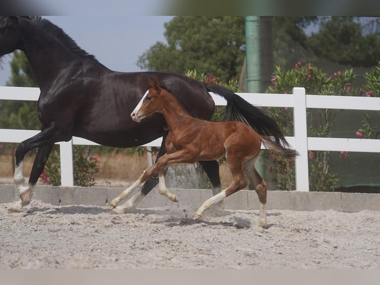 Lusitano Mix Hengst 1 Jaar Roodbruin in Agua Derramada