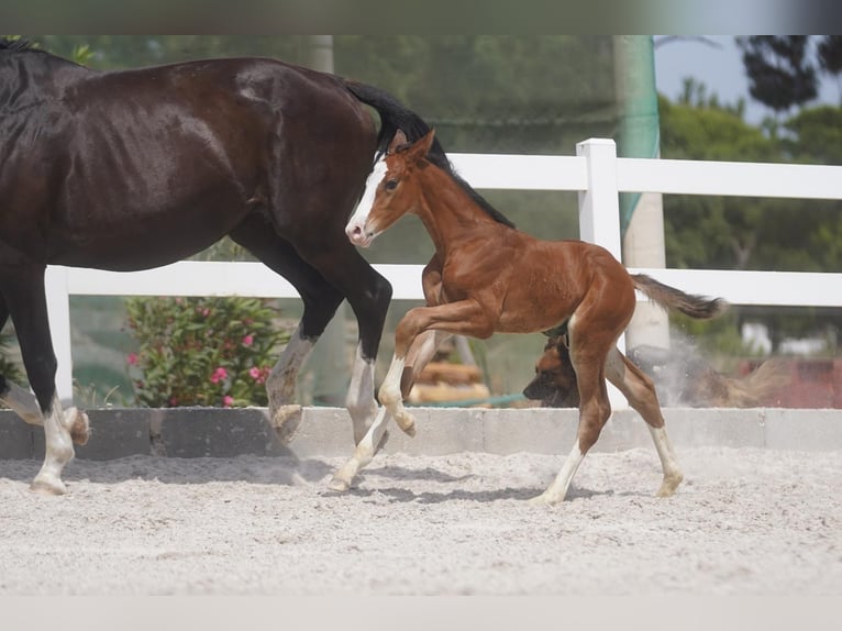 Lusitano Mix Hengst 1 Jaar Roodbruin in Agua Derramada