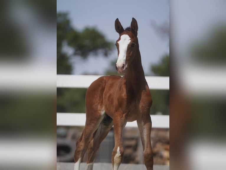 Lusitano Mix Hengst 1 Jaar Roodbruin in Agua Derramada