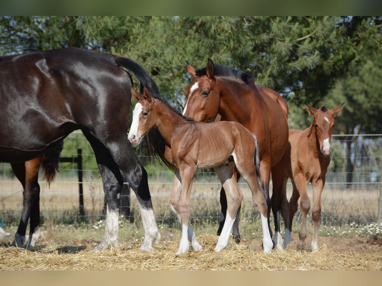 Lusitano Mix Hengst 1 Jaar Roodbruin in Agua Derramada