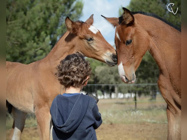 Lusitano Hengst 1 Jaar Roodbruin in Agua Derramada