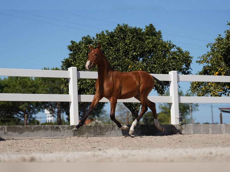 Lusitano Hengst 1 Jaar Roodbruin in Agua Derramada