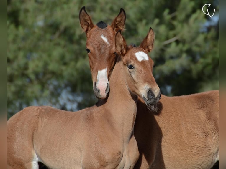 Lusitano Hengst 1 Jaar Roodbruin in Agua Derramada