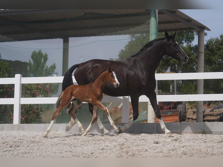 Lusitano Mix Hengst 1 Jaar Roodbruin in Agua Derramada