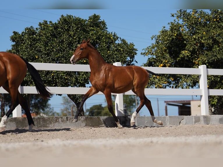 Lusitano Hengst 1 Jaar Roodbruin in Agua Derramada