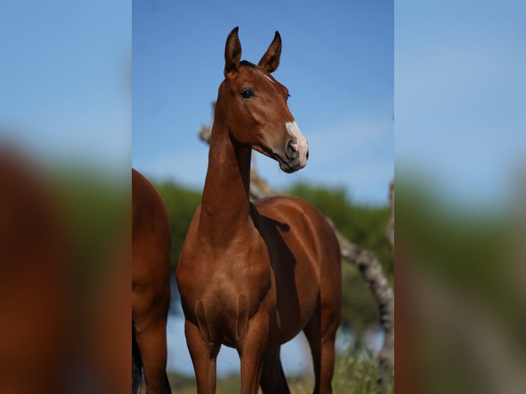 Lusitano Hengst 1 Jaar Roodbruin in Agua Derramada