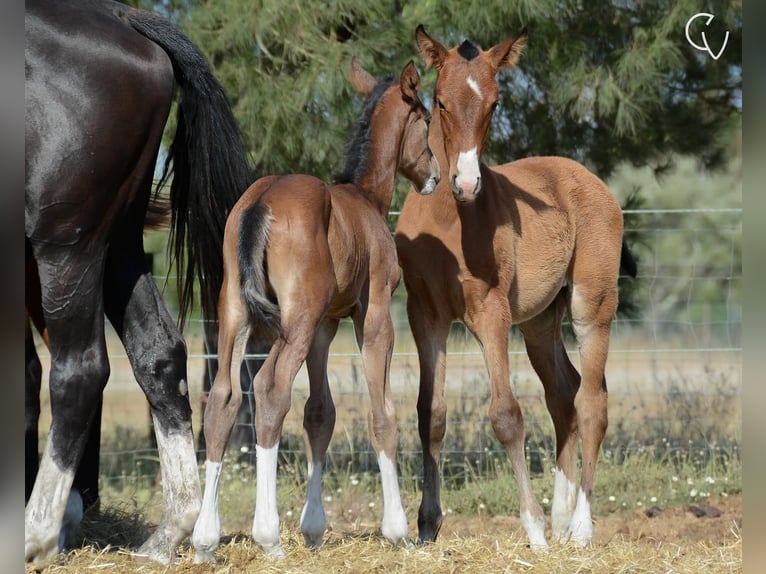 Lusitano Hengst 1 Jaar Roodbruin in Agua Derramada